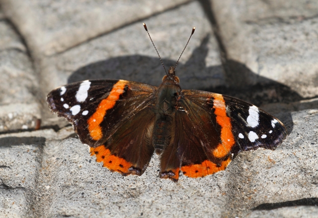 Come si chiama questa farfalla ? - Vanessa atalanta
